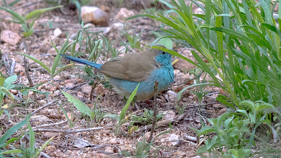 Blue Waxbill (Uraeginthus angolensis)