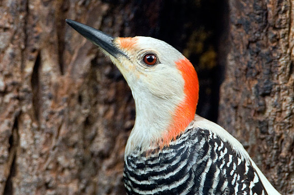 woodpecker-redbellied woodpecker-_MG_1855a