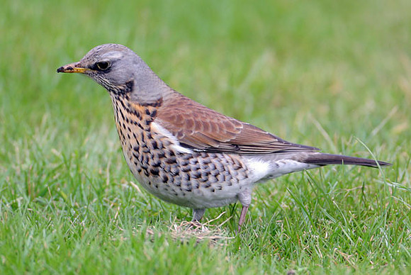Fieldfare (Turdus pilaris)