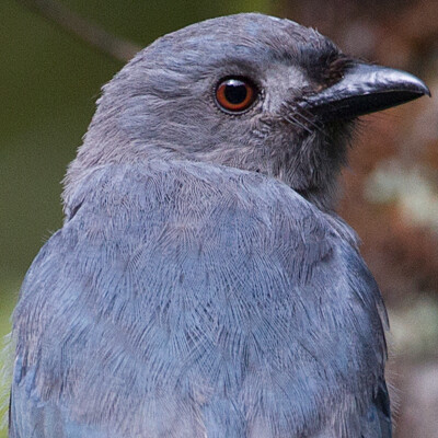 Ashy Drongo (Dicrurus leucophaeus)
