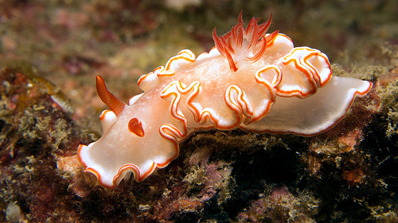 Glossodoris sp. (undescribed)
