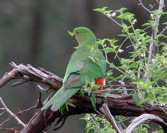 Australian King Parrot (Alisterus scapularis) female