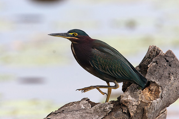 Green Heron (Butorides virescens)