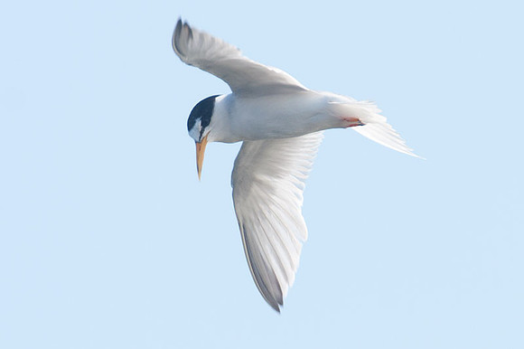 Least Tern (Sternula antillarum)
