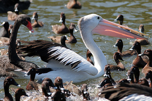 Australian Pelican (Pelecanus conspicillatus)