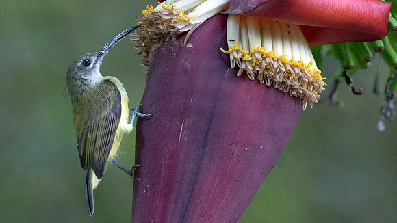 Little spiderhunter (Arachnothera longirostra)