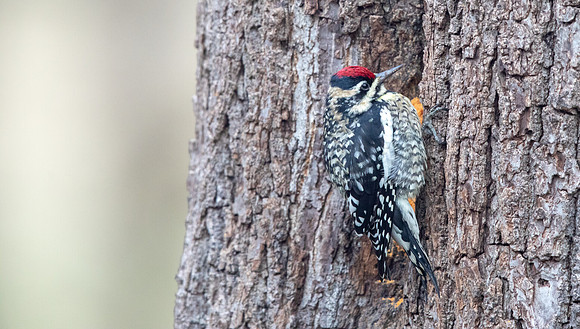 Yellow-bellied sapsucker (Sphyrapicus varius) Male