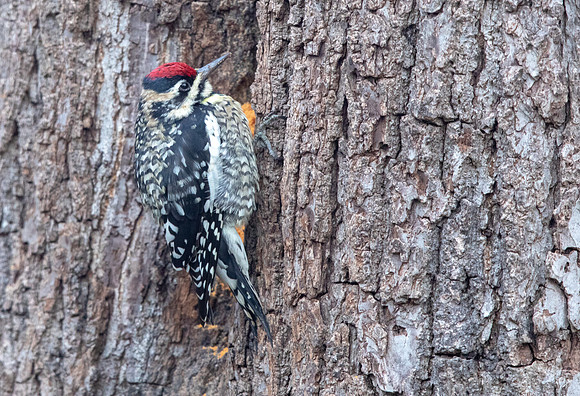 Yellow-bellied sapsucker (Sphyrapicus varius) Male