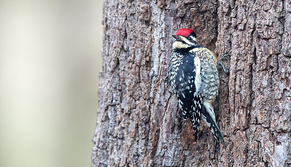 Yellow-bellied sapsucker (Sphyrapicus varius) Male