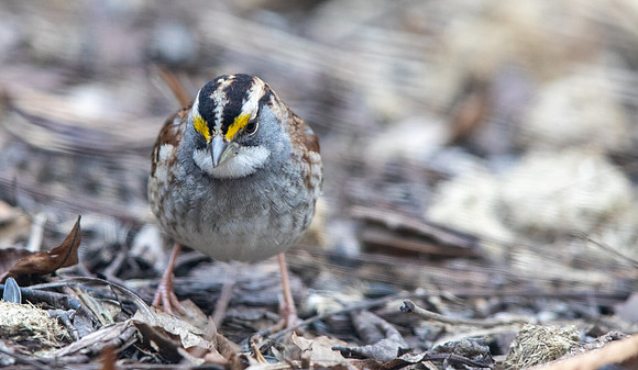 White-throated sparrow (Zonotrichia albicollis)