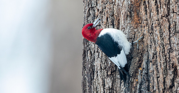 Red-headed woodpecker (Melanerpes erythrocephalus)