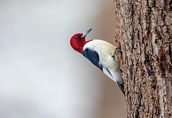 Red-headed woodpecker (Melanerpes erythrocephalus)