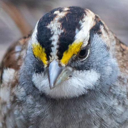 White-throated sparrow (Zonotrichia albicollis)
