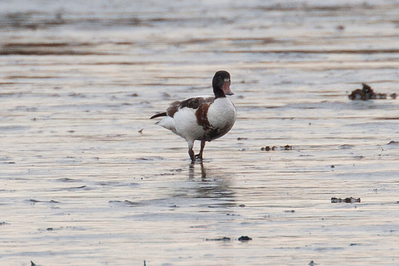 Common Shelduck (Tadorna tadorna)
