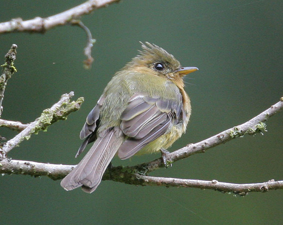 Northern Tufted Flycatcher (Mitrephanes phaeocercus)