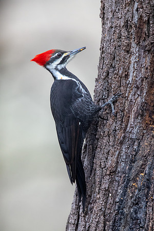 Pileated woodpecker (Dryocopus pileatus)