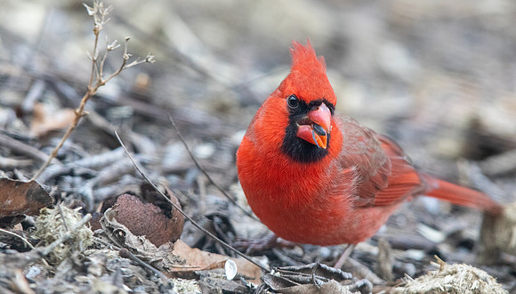 Northern Cardinal (Cardinalis cardinalis)