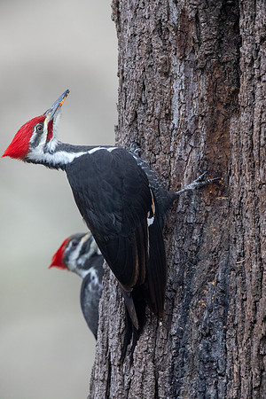 Pileated woodpecker (Dryocopus pileatus)