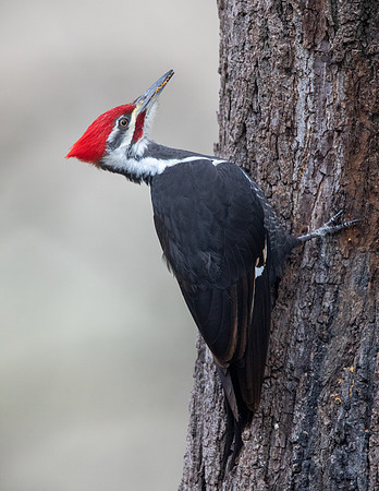 Pileated woodpecker (Dryocopus pileatus)