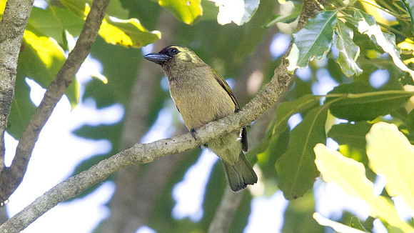 Green Barbet (Stactolaema olivacea)