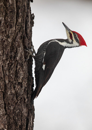 Pileated woodpecker (Dryocopus pileatus)