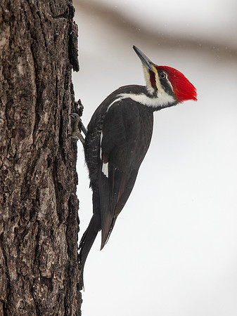 Pileated woodpecker (Dryocopus pileatus)