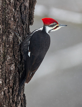 Pileated woodpecker (Dryocopus pileatus)