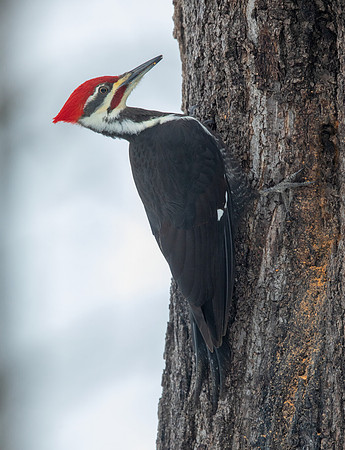 Pileated woodpecker (Dryocopus pileatus)