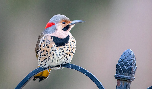 Northern Flicker (Colaptes auratus)