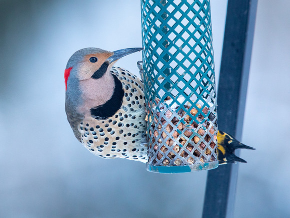 Northern Flicker (Colaptes auratus)