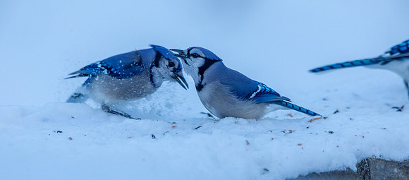 Blue jay (Cyanocitta cristata)