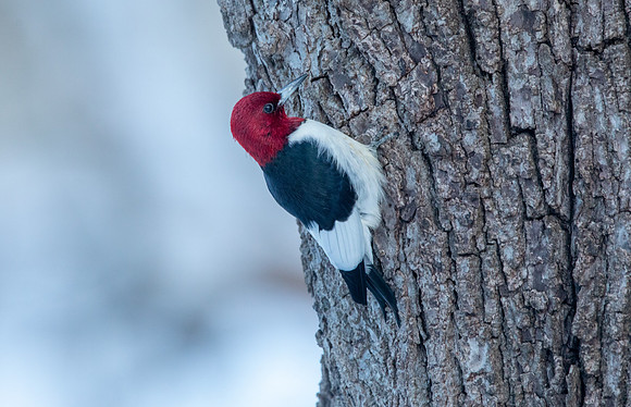 Red-headed woodpecker (Melanerpes erythrocephalus)