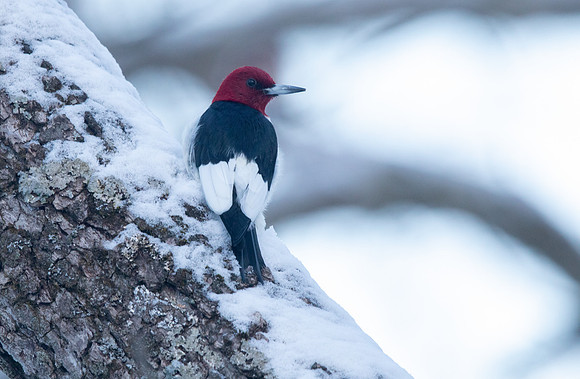 Red-headed woodpecker (Melanerpes erythrocephalus)