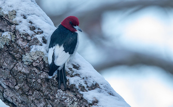 Red-headed woodpecker (Melanerpes erythrocephalus)