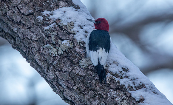 Red-headed woodpecker (Melanerpes erythrocephalus)