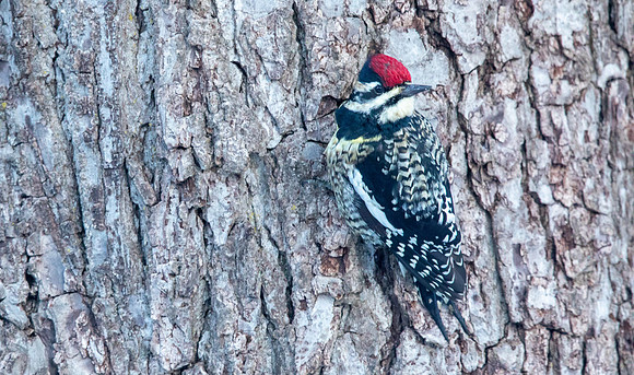 Yellow-bellied sapsucker (Sphyrapicus varius) Male