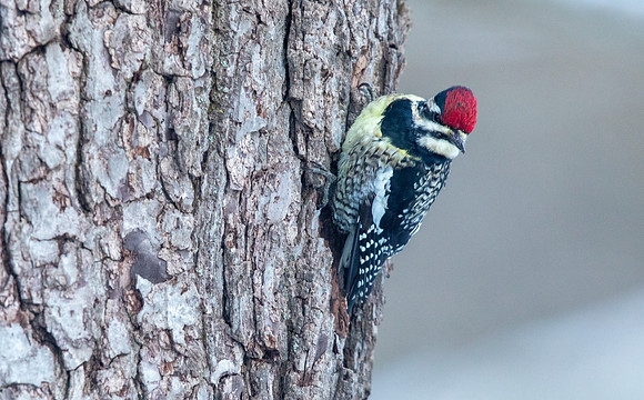 Yellow-bellied sapsucker (Sphyrapicus varius) Male