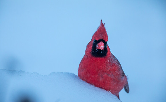 Northern Cardinal (Cardinalis cardinalis)
