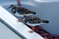 Ruddy Turnstone (Arenaria interpres)