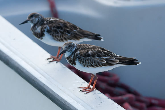 Ruddy Turnstone (Arenaria interpres)