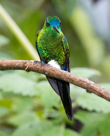 Sapphire-vented Puffleg (Eriocnemis luciani)