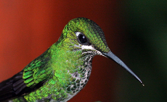 Green-crowned Brilliant (Heliodoxa jacula) female