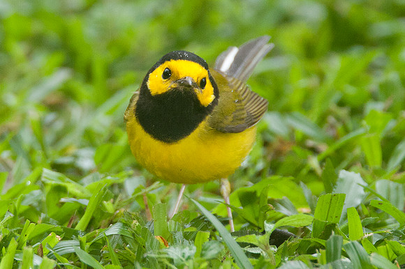 Hooded Warbler (Wilsonia citrina)