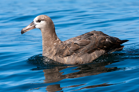 Black-footed Albatross (Phoebastria nigripes)
