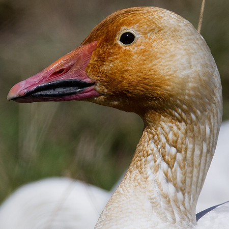 Snow Goose (Chen caerulescens) also known as Blue Goose
