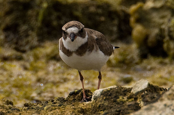 Semipalmated Plover (Charadrius semipalmatus)