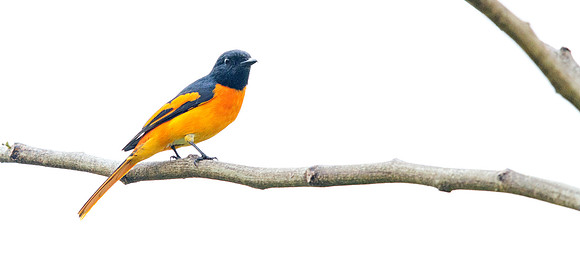 Scarlet minivet (Pericrocotus speciosus)