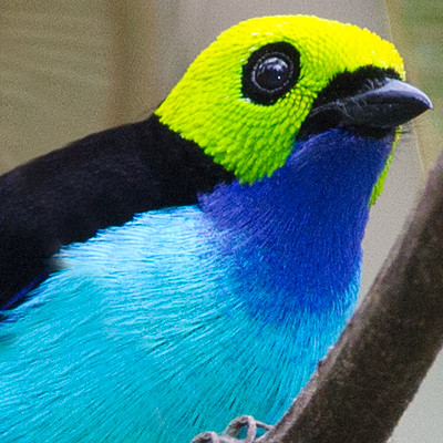 Paradise Tanager (Tangara chilensis)