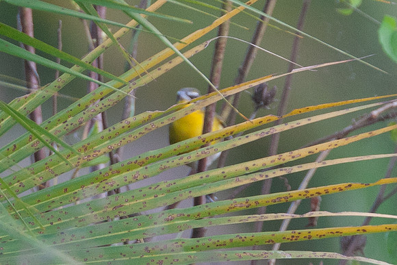 Yellow-breasted Chat (Icteria virens)