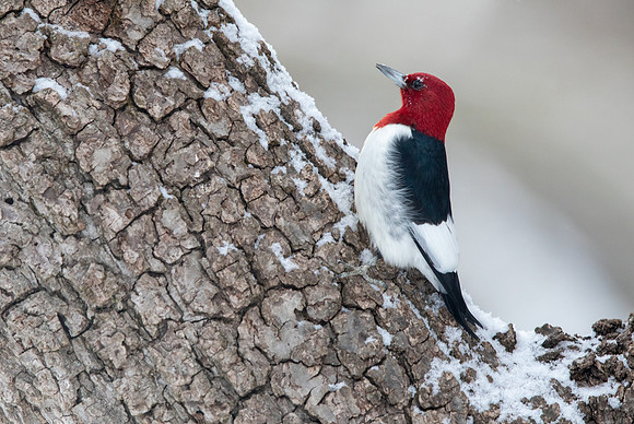 Red-headed woodpecker (Melanerpes erythrocephalus)